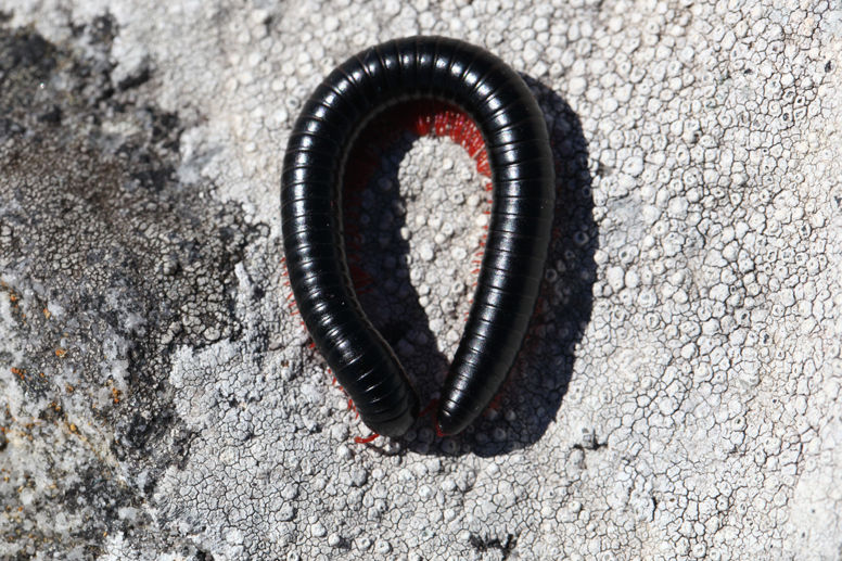 millipede